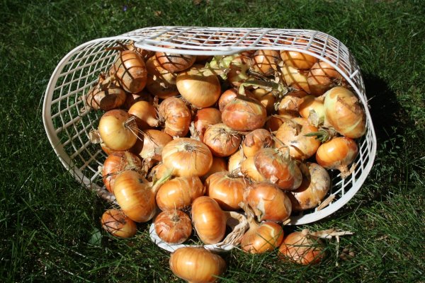 Свежие ссылки кракен