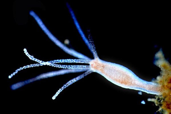 Kraken супернет что это