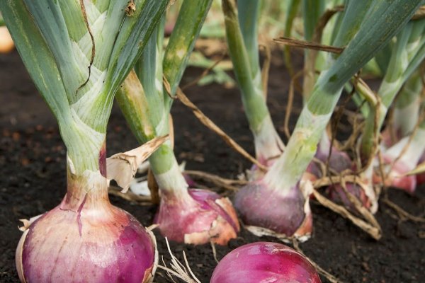 Kraken маркет whitenet только через tor скачать