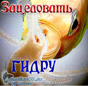 Сайт кракен что это такое